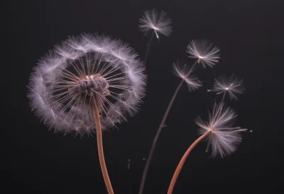 A dandelion seed head with seeds drifting off into the air